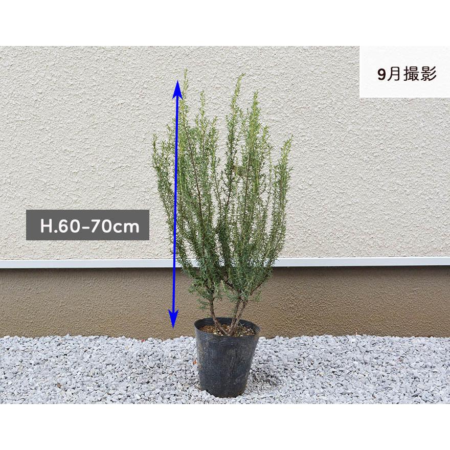 ローズマリー 大株 60-70cm ボリュームあり！ お庭の 低木に ハーブ 苗