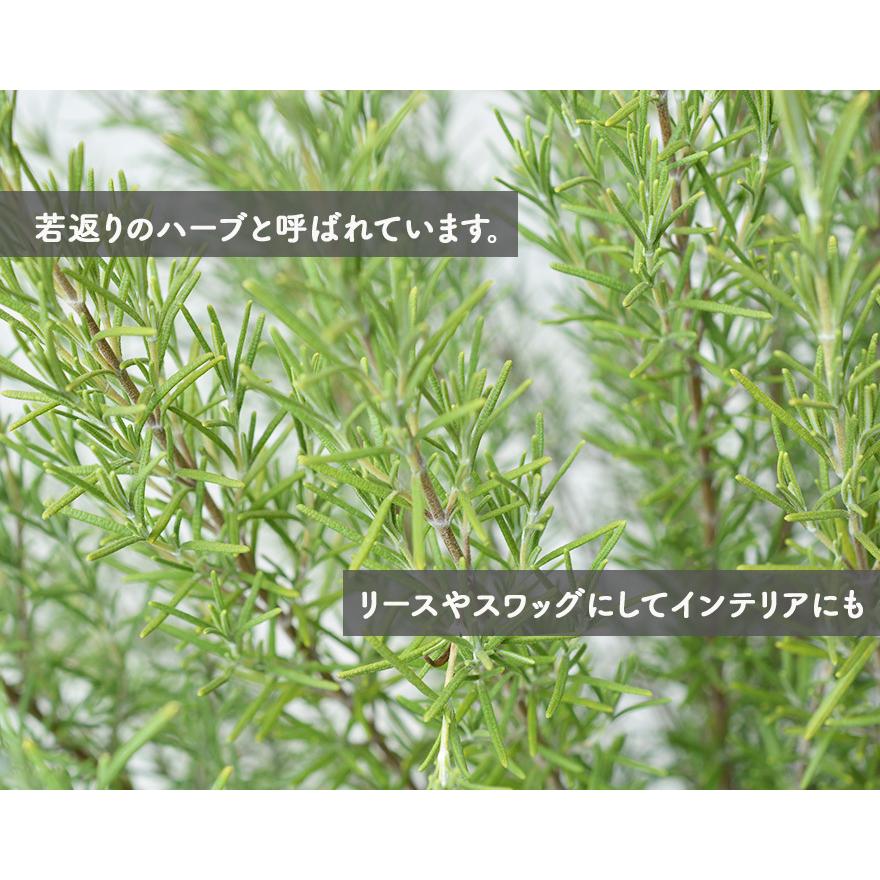 ローズマリー 大株 60-70cm ボリュームあり！ お庭の 低木に ハーブ 苗