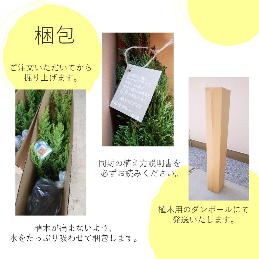 オリーブ ヒナカゼ ひなかぜ olive ガーデニング 目隠し 洋風 シンボル