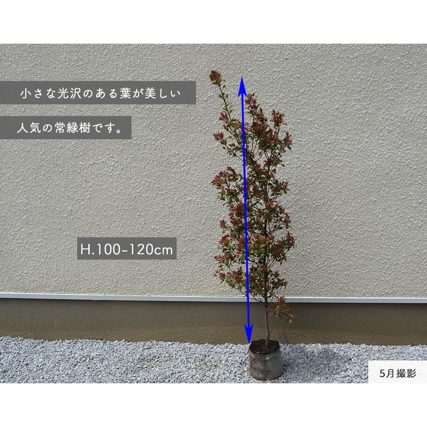 ヒメシャリンバイ 1本 約120cm シンボルツリー 苗 目隠し 植木 庭木