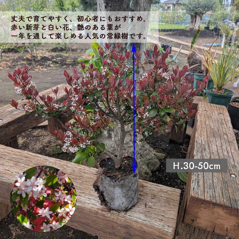 ヒメシャリンバイ 1本 約30-50cm 苗 目隠し 植木 庭木 生垣 フェンス