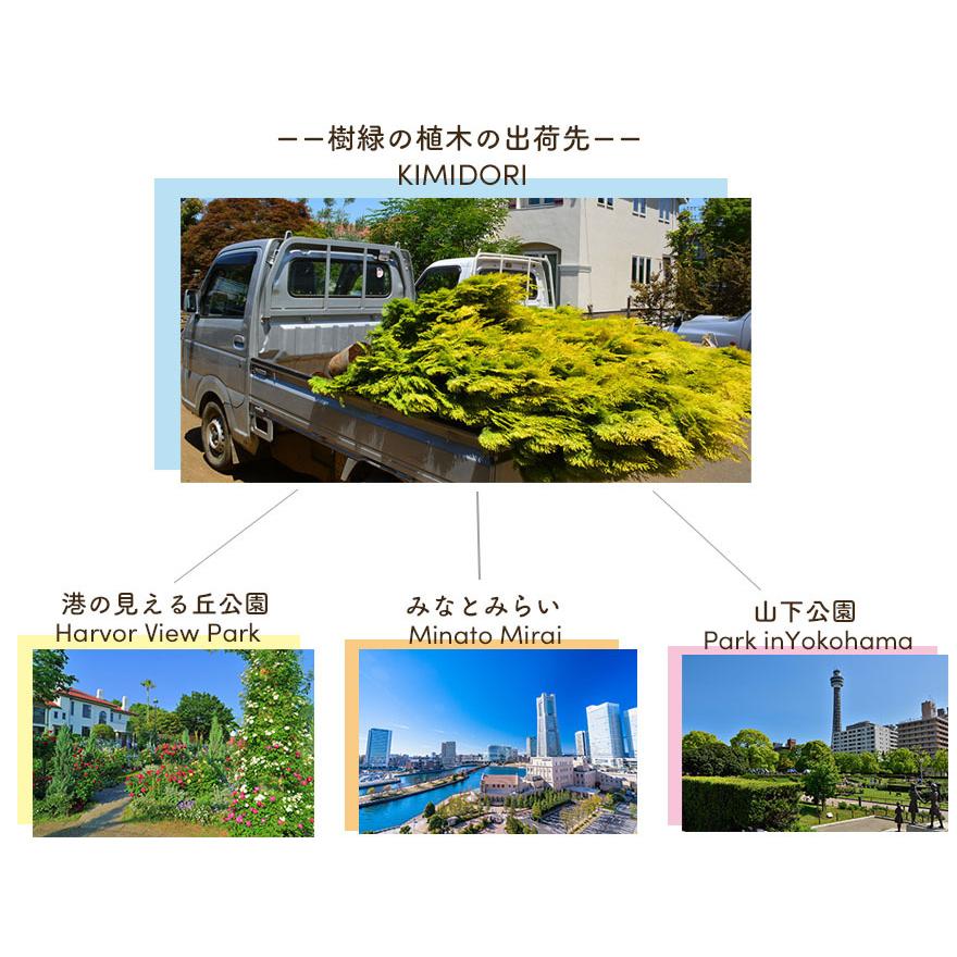 ヒメシャリンバイ 1本 約1cm 姫車輪梅 シンボルツリー 苗 植木 庭木 鉢植え 生垣 フェンス ガーデニング 目隠し 新築 贈り物 新築祝い プレゼント Hsb1 樹緑 Yahoo 店 通販 Yahoo ショッピング