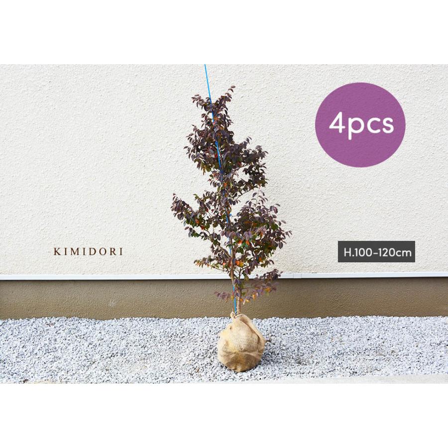 宅送 紅花トキワマンサク 約1cm 約18センチポット 4本セット シンボルツリー 縁起 紅白 目隠し 植木 庭木 鉢植え 生垣 フェンス 常緑樹 ガーデニング 園芸 庭植え 早割クーポン M Mahdi Net