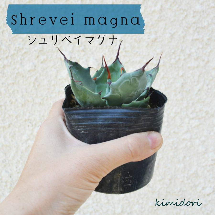 アガベ シュリベイマグナ 多肉植物 初心者 インテリア リュウゼツラン 竜舌蘭 観葉植物 母の日 I54 樹緑 Yahoo 店 通販 Yahoo ショッピング