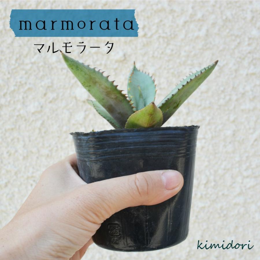 アガベ マルモラータ 多肉植物 多肉 初心者 インテリア リュウゼツラン 観葉植物 母の日 I55 樹緑 Yahoo 店 通販 Yahoo ショッピング