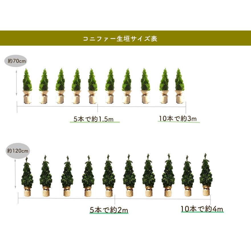 コニファー エメラルド 1本 約1cm 鉢植え ガーデン 苗 生垣 シンボルツリー 目隠し 植木 庭木 洋風 和風 クリスマスツリー エクステリア 記念樹 J01 樹緑 Yahoo 店 通販 Yahoo ショッピング