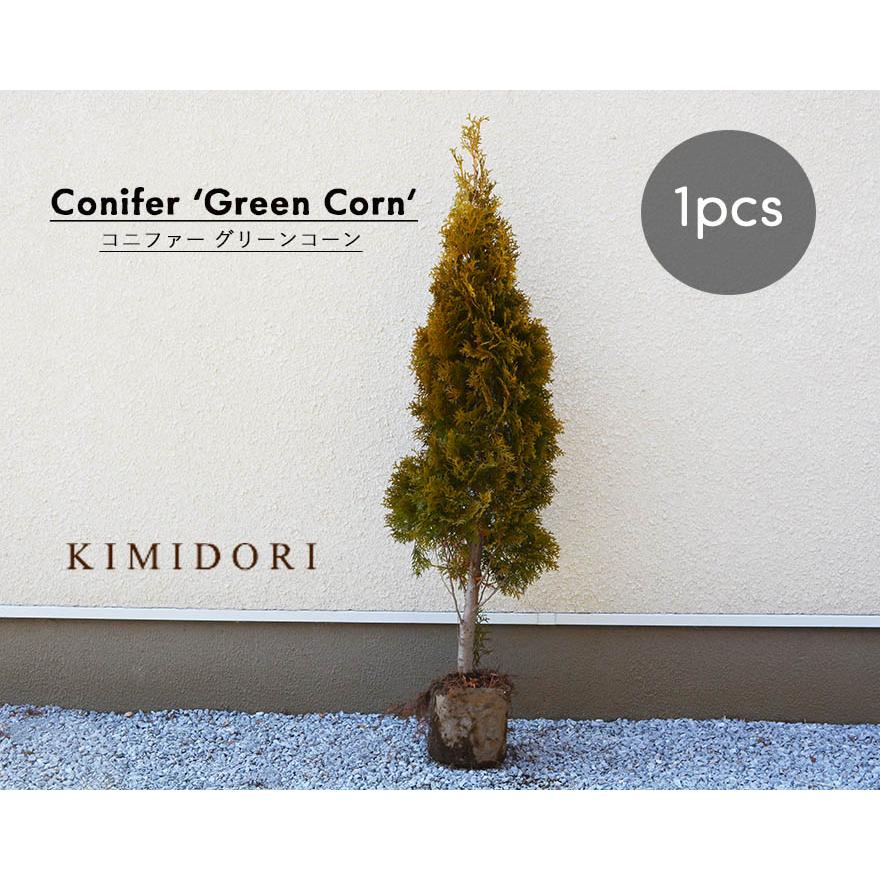 コニファー グリーンコーン 約120cm 約20cmポット 1本 鉢植え ガーデン 苗 生垣 フェンス シンボルツリー 目隠 植木 庭木 ガーデニング エクステリア ベランダ :j02:KIMIDORI FARM Yahoo!店 - 通販 - Yahoo!ショッピング コニファー グリーンコーン 約120cm 約20cmポット 1本 鉢植え ガーデン 苗 生垣 フェンス シンボルツリー 目隠 植木 庭木 ガーデニング エクステリア ベランダ :j02:KIMIDORI FARM Yahoo!店 - 通販 - Yahoo!ショッピング