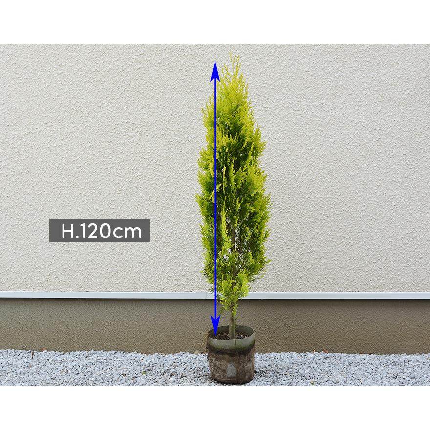 スプラッシュイエロー 1本 コニファー 約1cm シンボルツリー 生垣 目隠し 地植え 鉢植え ガーデニング イエロー J05 樹緑 Yahoo 店 通販 Yahoo ショッピング