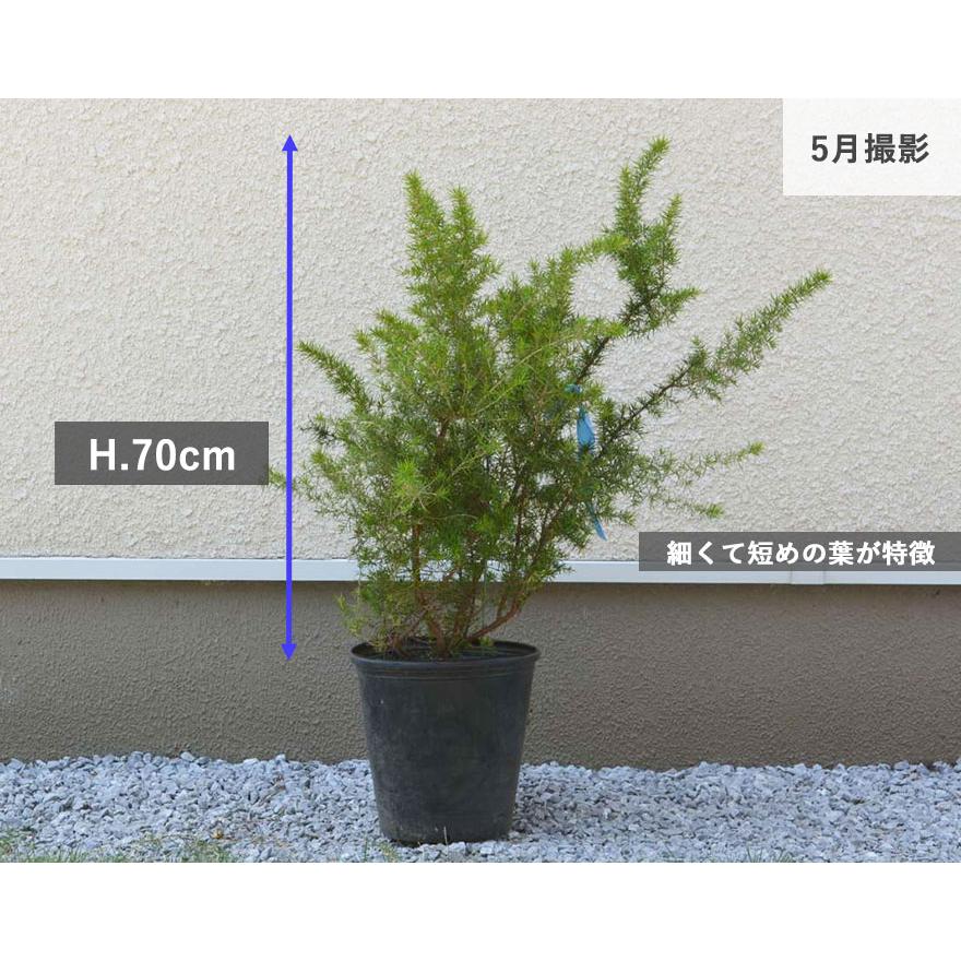 グレビレア ジュニペリーナ グレヴィレア オージープランツ ネイティブ
