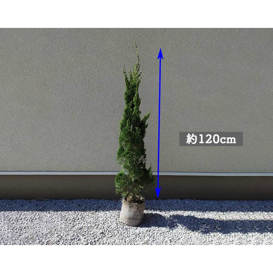 人気トレンド コニファー カイヅカイブキ 10本 セット 約1cm 植木 生垣 庭木 目隠し フェンス ガーデニング 外構 庭 エクステリア 豪華 Salvatori Com Br