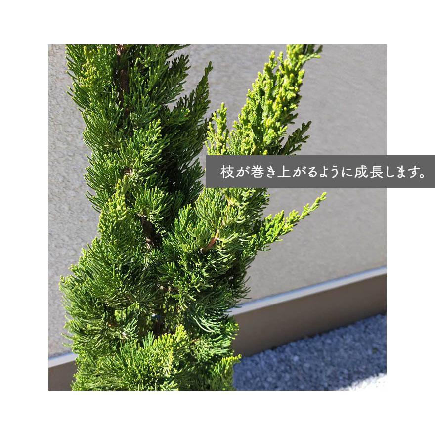 人気トレンド コニファー カイヅカイブキ 10本 セット 約1cm 植木 生垣 庭木 目隠し フェンス ガーデニング 外構 庭 エクステリア 豪華 Salvatori Com Br