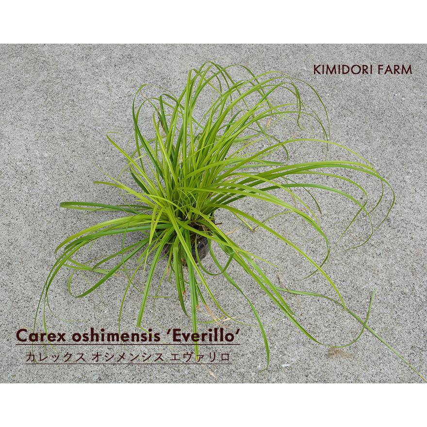 カレックス エヴァリロ オシメンシス 約20-30cm 低木 カラーリーフ