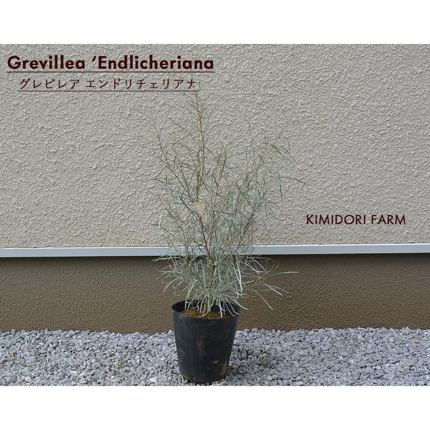 エンドリチェリアナ グレべリア 約40cm オージープランツ グレビリア オージープランツ オーストラリア 観葉植物 Ko Endori 樹緑 Yahoo 店 通販 Yahoo ショッピング