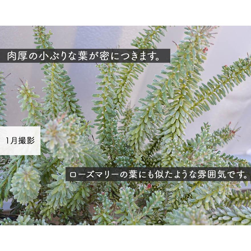 ラニゲラ グレビレア オージープランツ グレヴィレア 植木 苗木 庭木