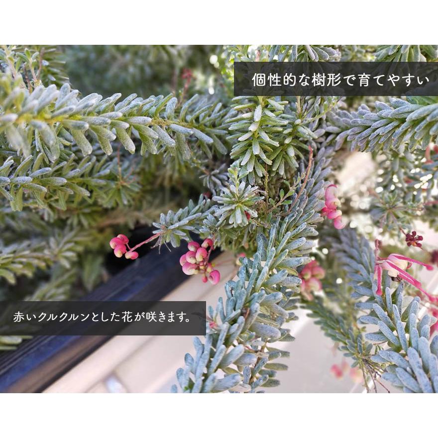 ラニゲラ グレビレア オージープランツ グレヴィレア 植木 苗木 庭木