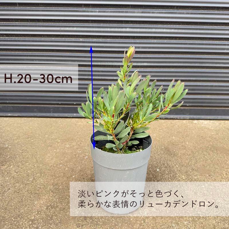 エリンジウムと紫陽花のブルーリース　ユーカリ　リューカデンドロン リューカデンドロン セニョリータ 中木 苗木 植木 南アフリカ リュウカ