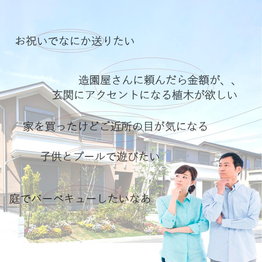 恋人ブルーベリー ノーザンハイブッシュ 接木苗 恋人 ブルーベリー 実のなる木 オススメ 収穫 紅葉 おしゃれ 鉢植え 植木 庭木 エクステリア シンボルツリー Koibito 樹緑 Yahoo 店 通販 Yahoo ショッピング