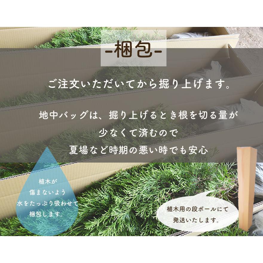 コルジリネ レッドスター オーストラリス 株立ち 2本立ち 約40-50cm