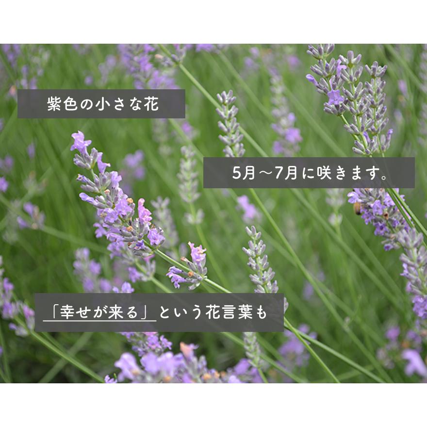 ラベンダー 苗 植木 庭木 ハーブ 10 5cmポット 低木 ベランダ ガーデニング ミニ 玄関 ウッドデッキ 芳香 地中海 花壇 花 Lave105mm1 樹緑 Yahoo 店 通販 Yahoo ショッピング