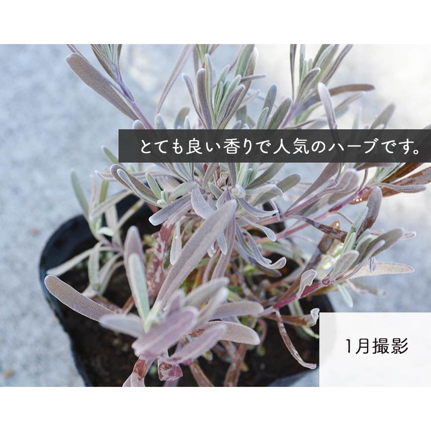 ラベンダー 苗 30個セット 植木 庭木 ハーブ 10 5cmポット 低木 ガーデニング イングリッシュガーデン 地植え 花壇 洋風 母の日 Lave105mm30 樹緑 Yahoo 店 通販 Yahoo ショッピング
