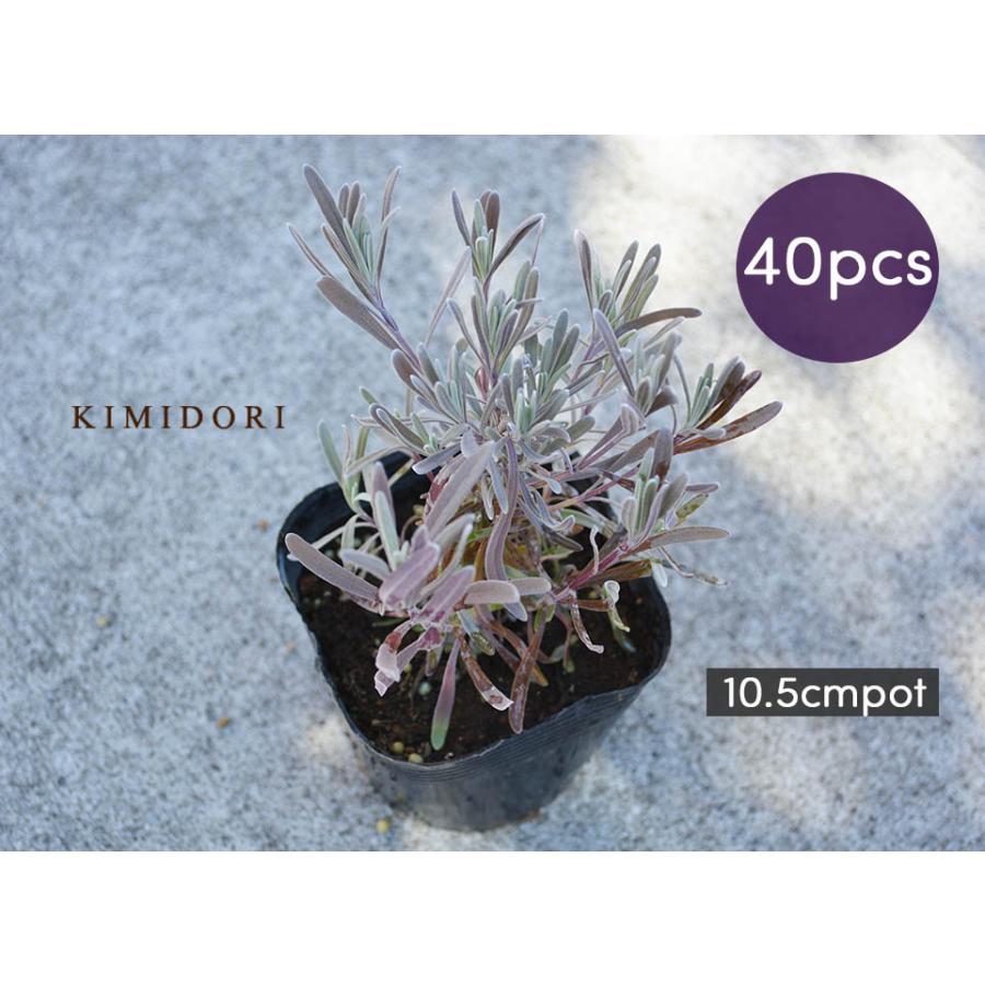 第1位獲得 ラベンダー 苗 40個セット 植木 庭木 ハーブ 10 5cmポット 低木 ガーデニング イングリッシュガーデン 香り 洋風 好評 Ajpsistemas Com Br