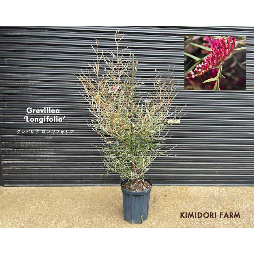 グレビレア ロンギフォリア グレヴィレア オージープランツ オージー