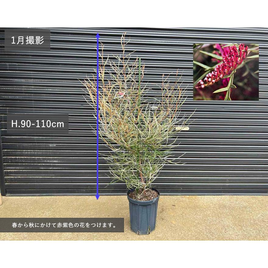 グレビレア ロンギフォリア グレヴィレア オージープランツ オージー