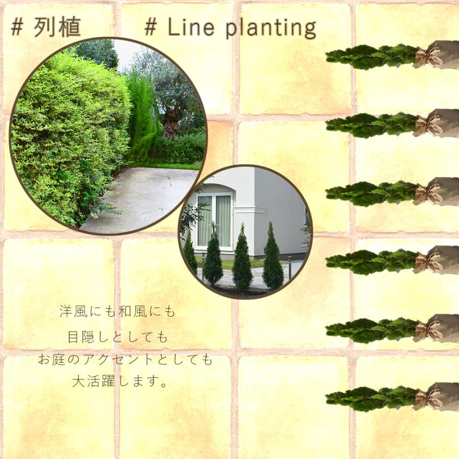 マホニアコンフューサ 40 50cm 低木 おしゃれ ガーデニング 植木 庭木 苗 苗木 観葉植物 ヒイラギナンテン 細葉マホニアコンフーサ 寄せ植え Maho1 樹緑 Yahoo 店 通販 Yahoo ショッピング