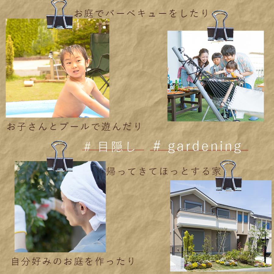 マホニアコンフューサ 40 50cm 3本セット 低木 おしゃれ ガーデニング 植木 庭木 苗 苗木 観葉植物 ヒイラギナンテン 細葉マホニアコンフーサ 寄せ植え Maho3 樹緑 Yahoo 店 通販 Yahoo ショッピング