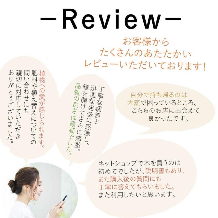 マホニアコンフューサ 40 50cm 3本セット 低木 おしゃれ ガーデニング 植木 庭木 苗 苗木 観葉植物 ヒイラギナンテン 細葉マホニアコンフーサ 寄せ植え Maho3 樹緑 Yahoo 店 通販 Yahoo ショッピング