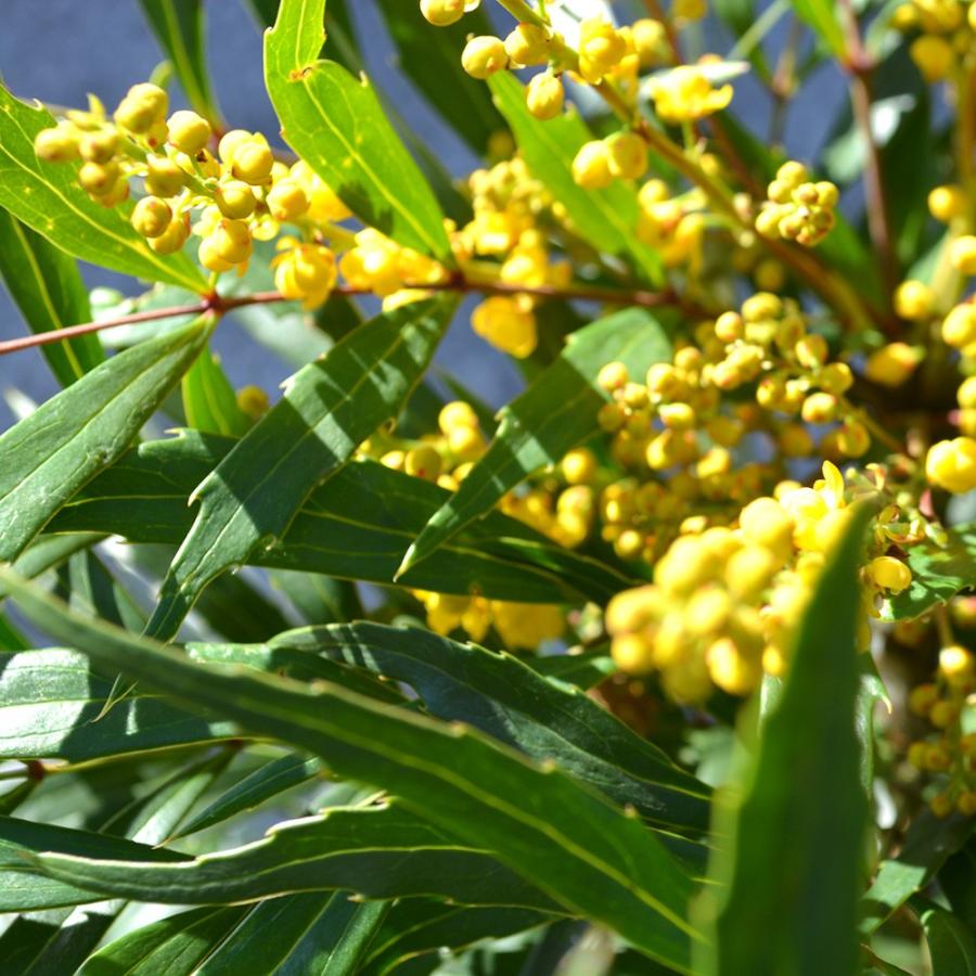 アウトレット 送料無料 マホニアコンフューサ 約30 40cm 5個セット 低木 おしゃれ ガーデニング 植木 庭木 苗 苗木 観葉植物 ヒイラギナンテン 細葉マホニアコンフーサ 寄せ植え