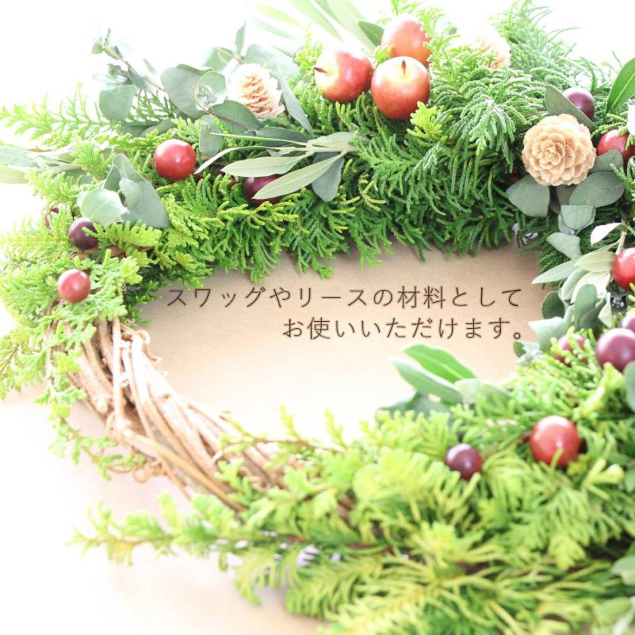 マホニアコンフューサ 40 50cm 3本セット 低木 おしゃれ ガーデニング 植木 庭木 苗 苗木 観葉植物 ヒイラギナンテン 細葉マホニアコンフーサ 寄せ植え Maho3 樹緑 Yahoo 店 通販 Yahoo ショッピング