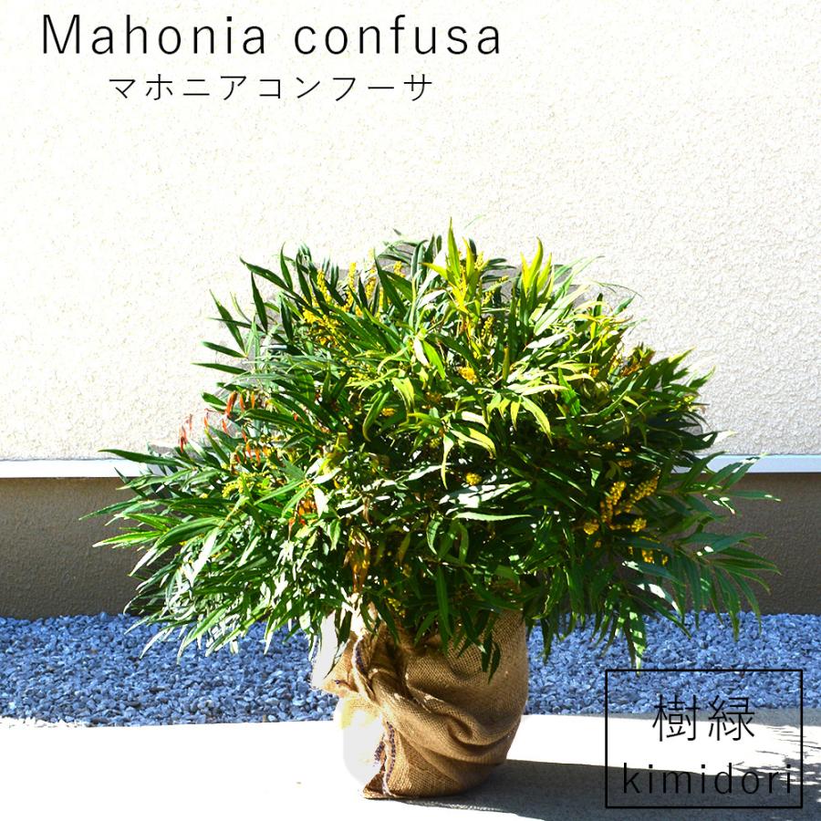 マホニアコンフューサ 40 50cm 5本セット 低木 おしゃれ ガーデニング 植木 庭木 苗 苗木 観葉植物 ヒイラギナンテン 細葉マホニアコンフーサ 寄せ植え Maho5 Kimidori Farm Yahoo 店 通販 Yahoo ショッピング