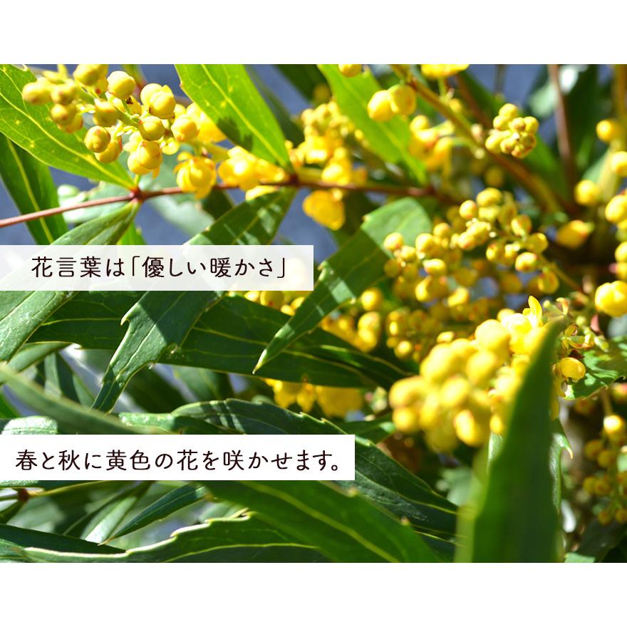 マホニアコンフューサ 約30cm 低木 おしゃれ ガーデニング 植木 庭木 苗 ヒイラギナンテン 人気ショップが最安値挑戦 ベランダ 細葉 ウッドデッキ マホニアコンフーサ ポット 観葉植物