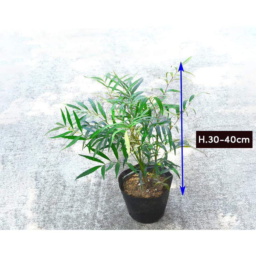 マホニアコンフューサ 約30cm 3個セット 低木 おしゃれ ガーデニング 植木 庭木 苗 観葉植物 ヒイラギナンテン 細葉マホニアコンフーサ ポット ウッドデッキ Mc2 樹緑 Yahoo 店 通販 Yahoo ショッピング