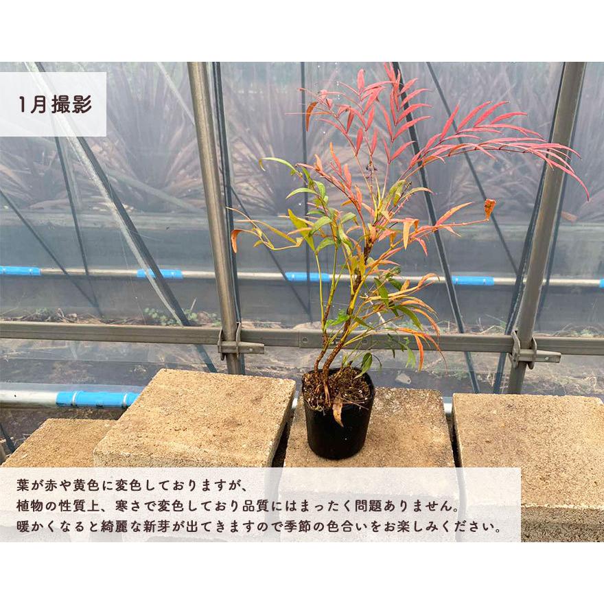 マホニアコンフューサ 約30cm 3個セット 低木 おしゃれ ガーデニング 植木 庭木 苗 観葉植物 ヒイラギナンテン 細葉マホニアコンフーサ ポット ウッドデッキ Mc2 樹緑 Yahoo 店 通販 Yahoo ショッピング