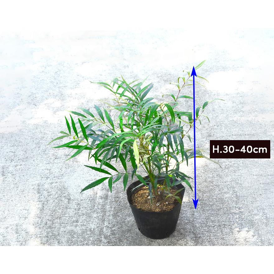 マホニアコンフューサ　大株　H1.4m(鉢底から) マホニアコンフューサ 約30-40cm 10個セット 低木 おしゃれ