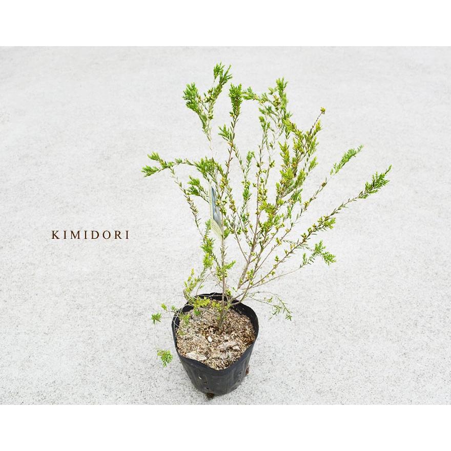 メラレウカ ホワイトレース ティーツリー 樹高 約50 60cm 観葉植物 シンボルツリー 玄関 ベランダ 植木 庭木 寄せ植え 鉢植え 白花 Merareukawr 樹緑 Yahoo 店 通販 Yahoo ショッピング