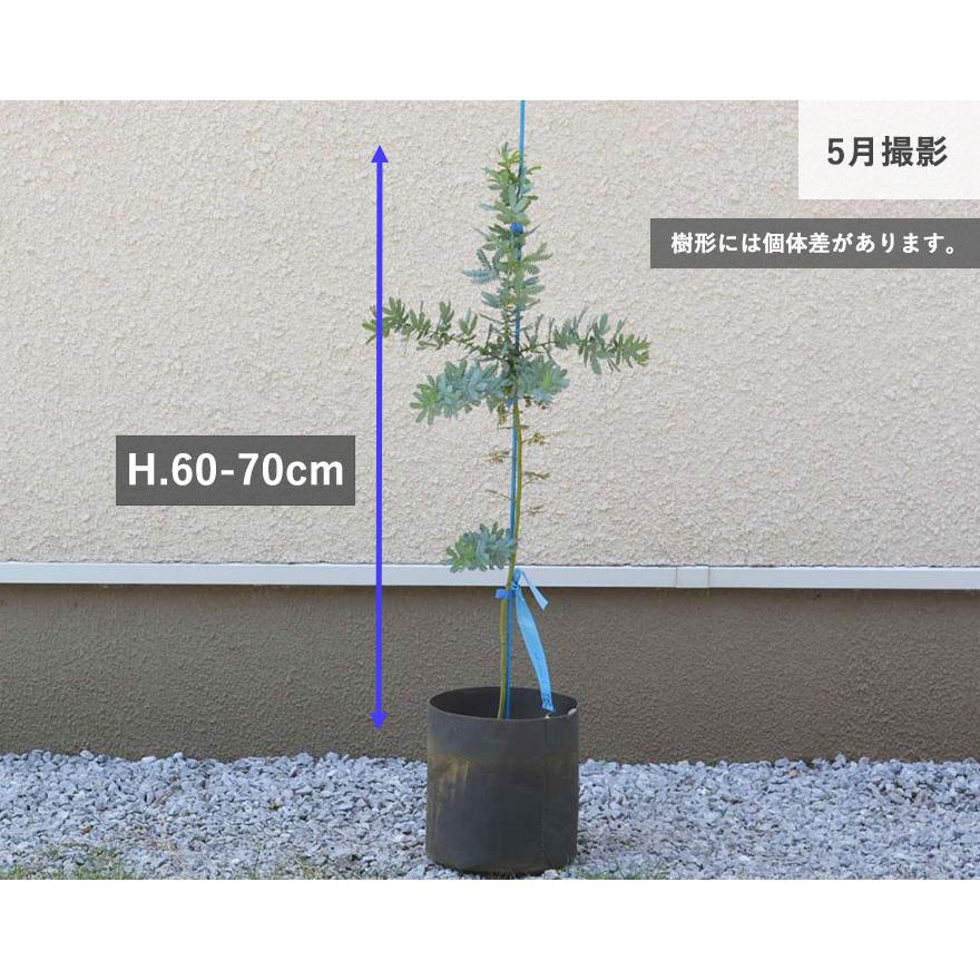 アカシア ミモザ 約60-70cm シンボルツリー 庭木 植木 常緑 アカシア ミモザ 約60-70cm シンボルツリー 庭木 植木 常緑