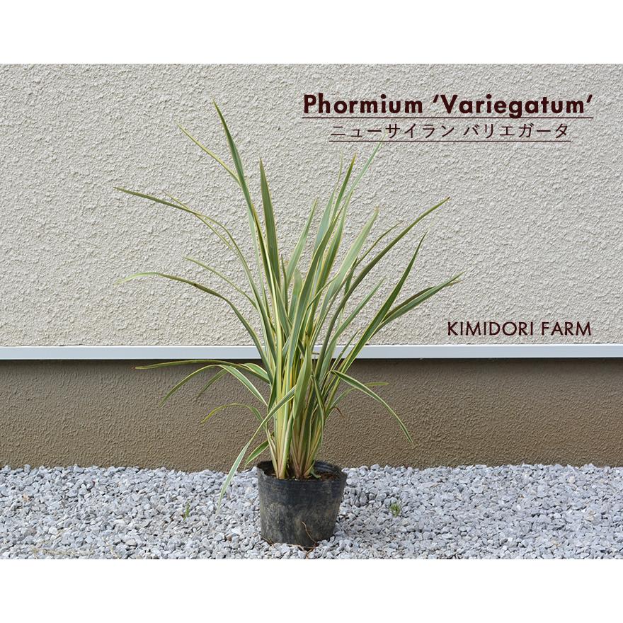 ニューサイラン バリエガータ 植木 庭木 植栽 フォルミウム リゾート 