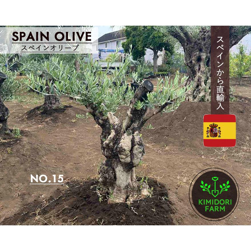 スペインオリーブ 古木 NO.15 オリーブの木 シンボルツリー 輸入 原木