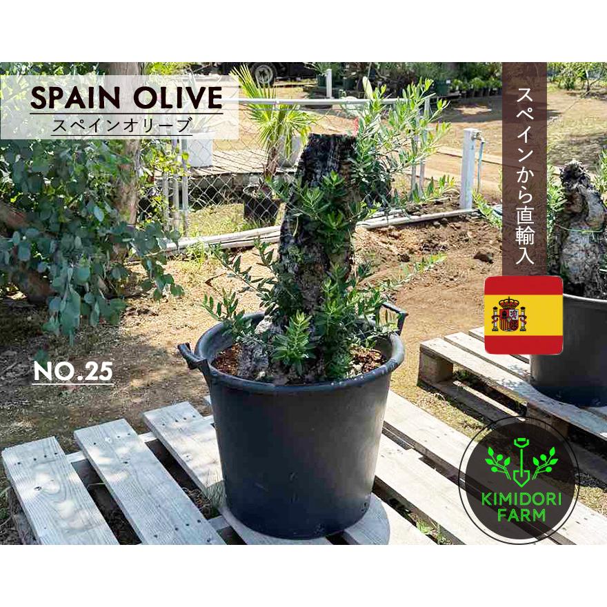 スペインオリーブ 古木 NO.25 オリーブの木 シンボルツリー 輸入 原木