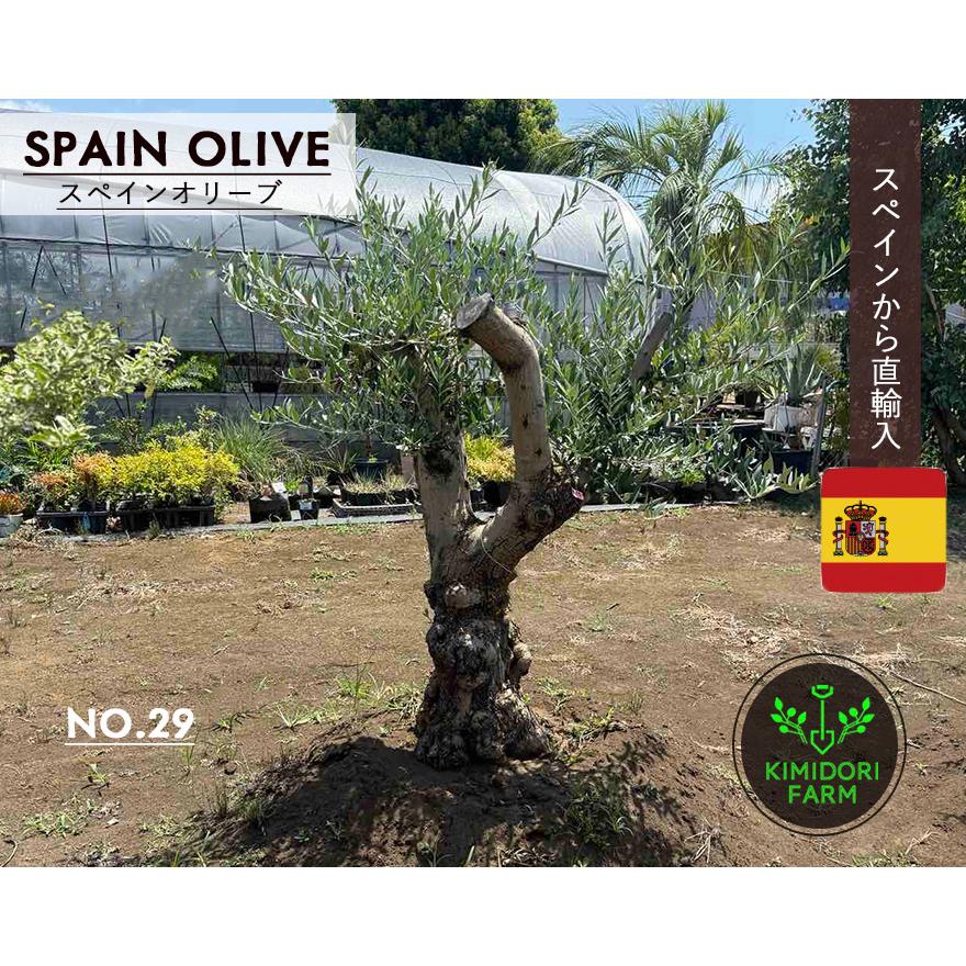 スペインオリーブ 古木 NO.29 オリーブの木 シンボルツリー 輸入 現品