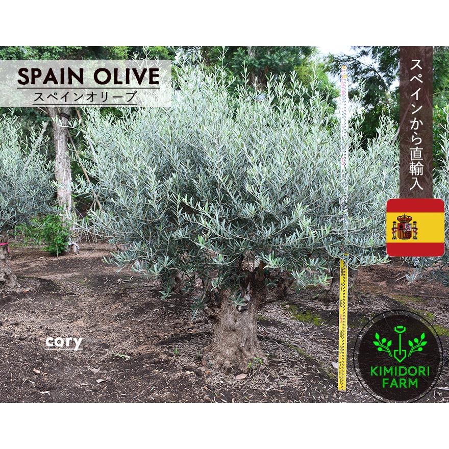 スペインオリーブ 古木 Dory シンボルツリー オリーブの木 約180cm スペイン 直輸 古木 原木 地植え 丈夫 現品 庭 見学可能 植木 庭木 新築 記念樹 外構 Olivedory 樹緑 Yahoo 店 通販 Yahoo ショッピング