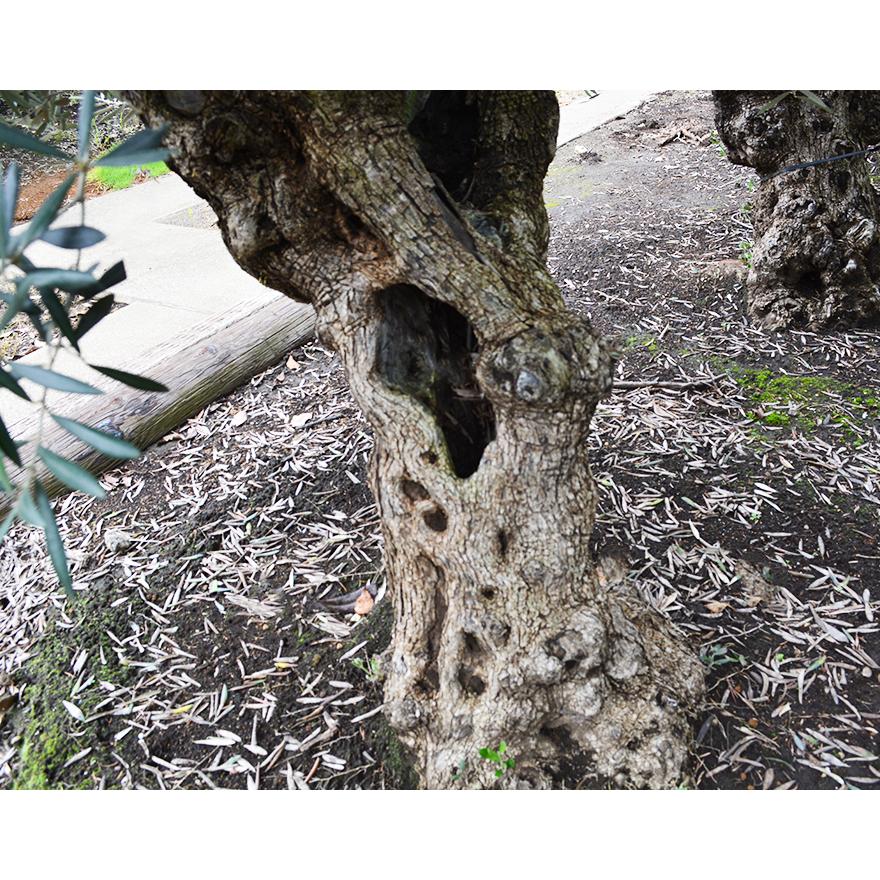 スペインオリーブ 古木 Emy シンボルツリー オリーブの木 約2cm スペイン 直輸 古木 原木 地植え 丈夫 現品 庭 見学可能 植木 庭木 オリーブの実 新築 記念樹 Oliveemy Kimidori Farm Yahoo 店 通販 Yahoo ショッピング