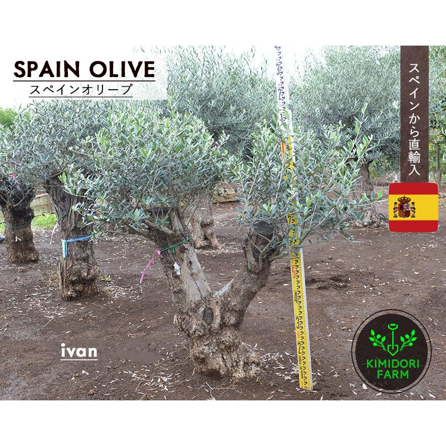 スペインオリーブ 古木 Ivan シンボルツリー オリーブの木 約100cm 直輸 古木 地植え 丈夫 現品 庭 見学可能 横浜 植木 ガーデニング 実 新築 記念樹 高品質 Oliveivan Kimidori Farm Yahoo 店 通販 Yahoo ショッピング