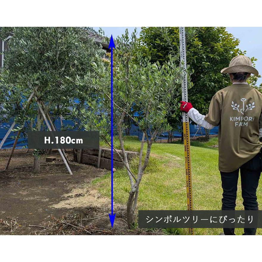 国産 オリーブ オリーブの木 約1.8m 植木 シンボルツリー 鉢植え