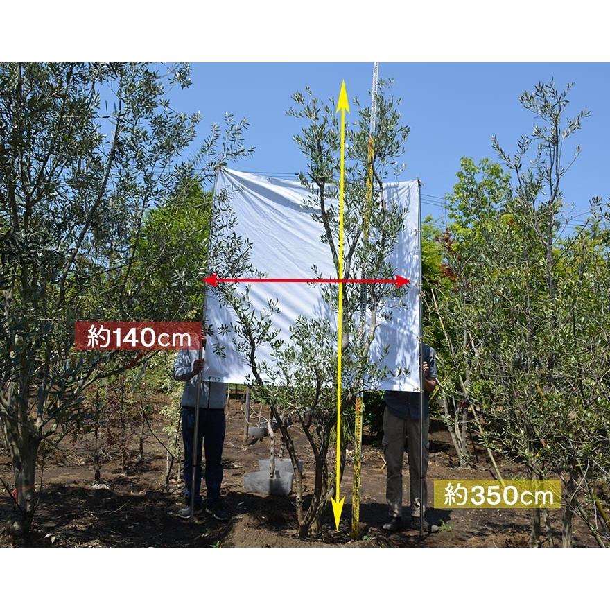 国産 オリーブ Nn 植木 庭木 大型 約350cm オリーブの木 シンボルツリー 洋風 目隠し オリーブの木 ガーデニング エクステリア 園芸 庭植え 記念樹 Olivenn 樹緑 Yahoo 店 通販 Yahoo ショッピング