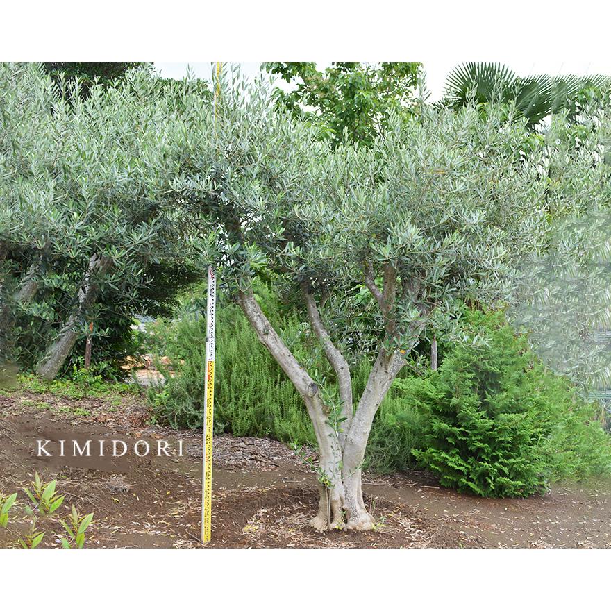 国産 オリーブ OO 植木 庭木 大型 約200cm オリーブの木 国産 オリーブ OO 植木 庭木 大型 約200cm オリーブの木