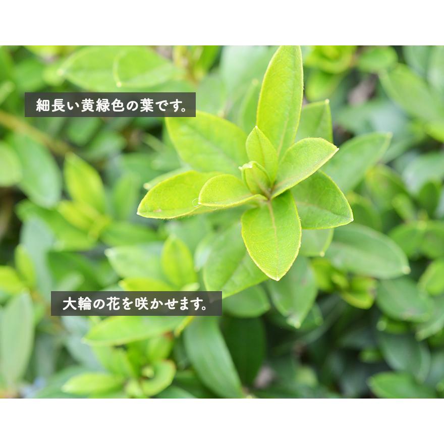 オオムラサキツツジ 3本 セット つつじ 生垣 寄せ植え 外構 植木 庭木 苗 常緑 低木 苗木 つつじ 和風 ガーデニング 目隠し エクステリア 園芸 花 庭植え 記念樹｜kimidori-onlineshop｜03